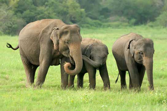 Custom Taxi Booking Munnar